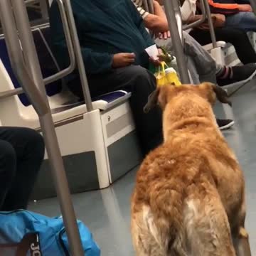 Old guy blue shirt telling brown dog to come over subway train