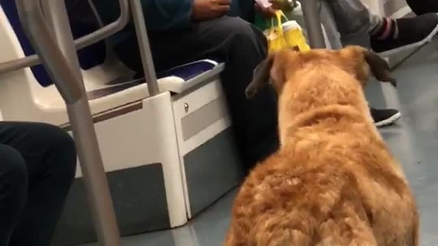 Old guy blue shirt telling brown dog to come over subway train