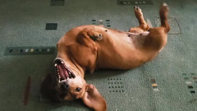 Dachshund pretends to be dead