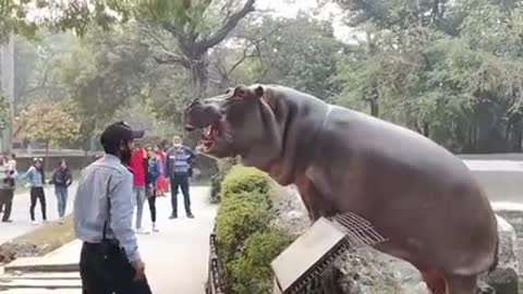 Hippo at the zoo trying to escape, the guards give up.