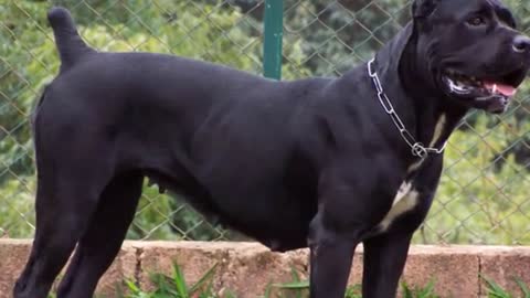 All About Cane Corso Dog Breed