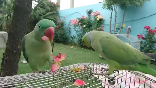 Beautiful parrot