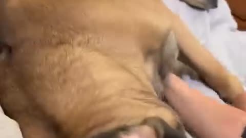 When The Belly Rubs Are Just TOO Good... _dog _dogs _cutedog _funnydogs _shorts