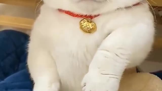 Baby Cat (Funny cat compilation)