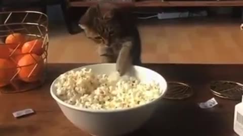 Funny and Entligent cat video!!! #97#shorts#usa