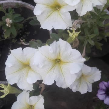 White petunias