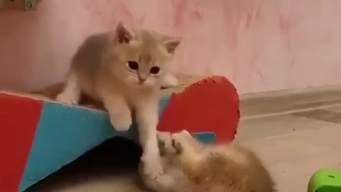 2 baby cats playing with claws