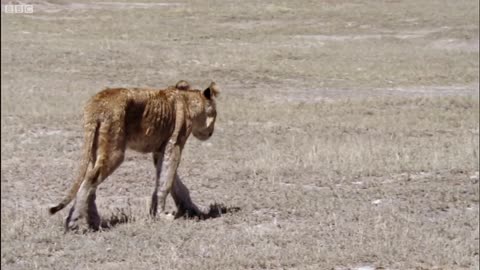 Exausted Lion Cubs Battle to Survive | David Attenborough | Nature's Great Events | BBC Earth