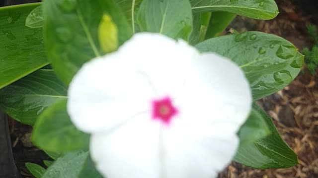 white crown flowers