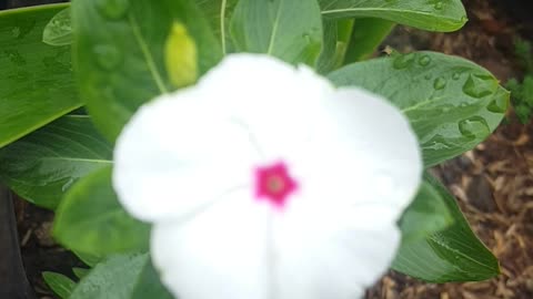 white crown flowers