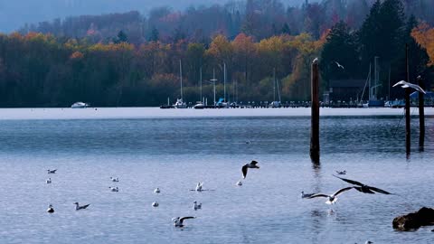 Seagulls flying low