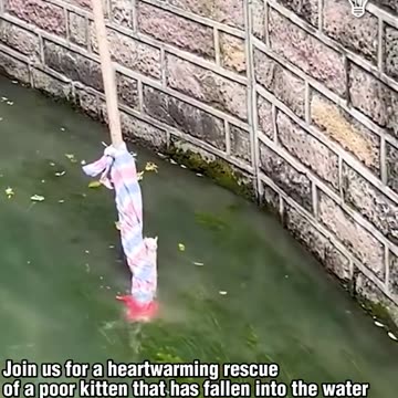 Join us for a heartwarming rescue of a poor kitten!.hd #USA #Canada