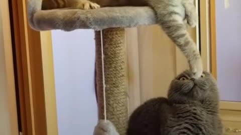 Кот не даёт спокойно сидеть