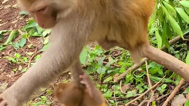 What's this mother monkey doing?