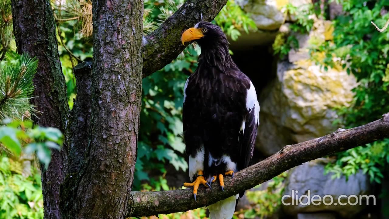 EAGLE 369