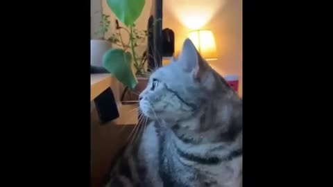 Funny Cats & Dogs Videos