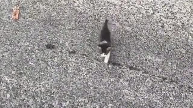 God bless them & their Mommy ❤️❤️❤️❤️Thank you for saving them.