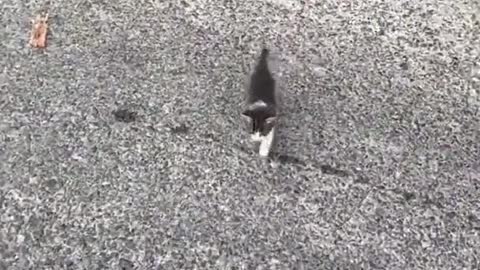 God bless them & their Mommy ❤️❤️❤️❤️Thank you for saving them.