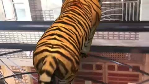 Tiger funny video