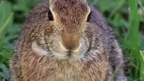 Rabbit Nose Twitch