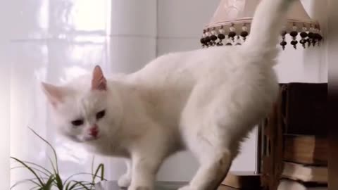 Funny Cat Video, Funny cats Videos