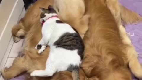Dog and cat love