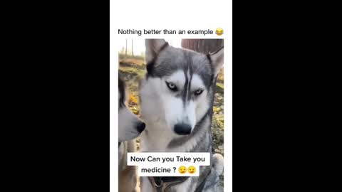 Cute and Funny Dog videos that will make you laugh