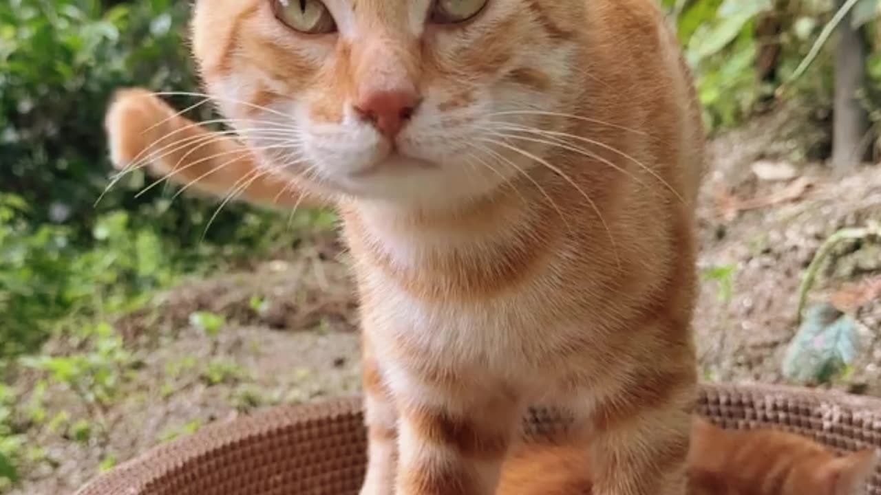 Cute Cat