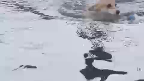 quite dog playing with us / about world