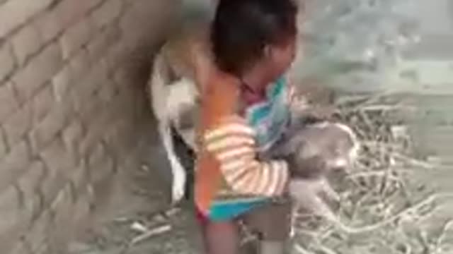 Dog and boy comedy