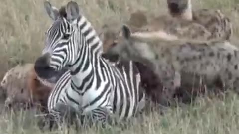 Watch how hyenas maul a pregnant zebra