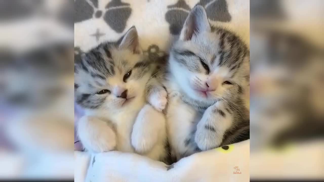 πCute And Funny Pets ππ Mascotas lindas y divertidas π 05