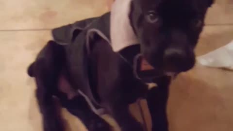 Black puppy doesnt like his new jacket