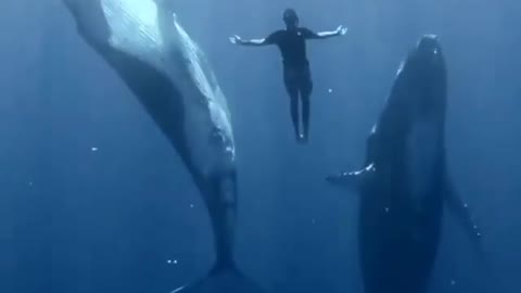 How see the under water world. Diving with big two fish
