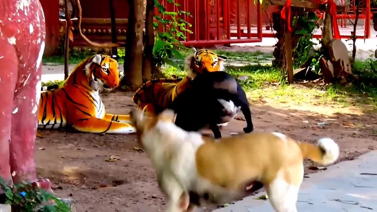 Prank dog & Fake Tiger Vs Dog Prank Video Funny | RoSeak Zin Ep0002