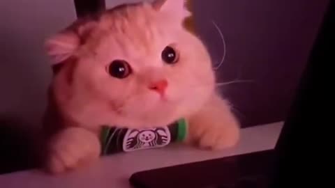 Try Not to laugh 😂😅😅😅