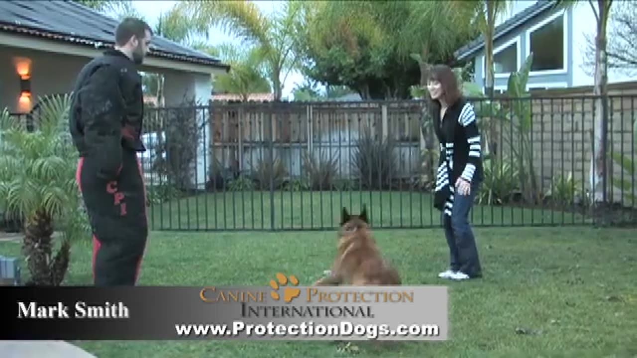 Elite Protection Dogs The Final Security for Family and Home