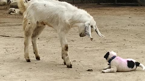 Puppy Butts Heads With Friendly Goat