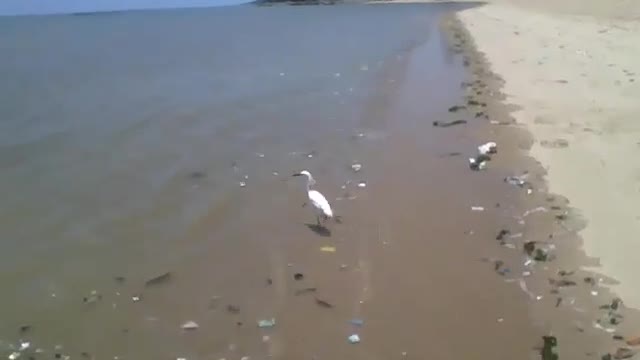 Tentando ir atrás de uma garça na beira da praia, mas ela é mais rápida [Nature & Animals]