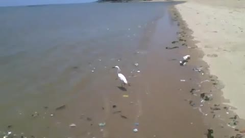 Tentando ir atrás de uma garça na beira da praia, mas ela é mais rápida [Nature & Animals]