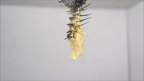 Zebra Longwing Heliconia caterpillar forming chrysalis time lapse video recorded over 12 hours