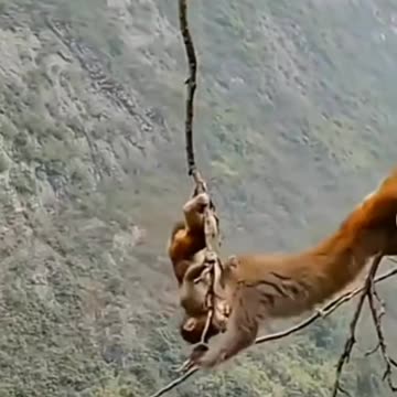 Monkey In Danger 😯 #shorts #short #shortsfeed #youtubeshorts #viral #trending #youtube #animals