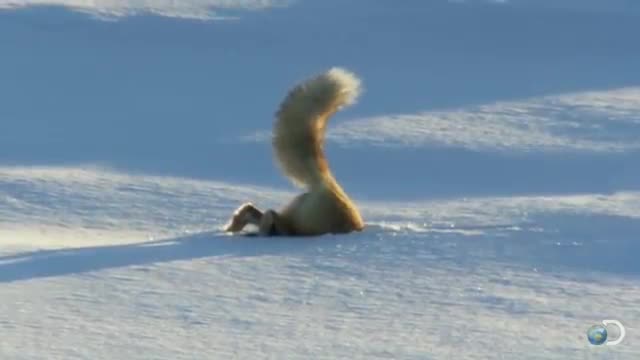 Fox Dives Headfirst Into Snow North America