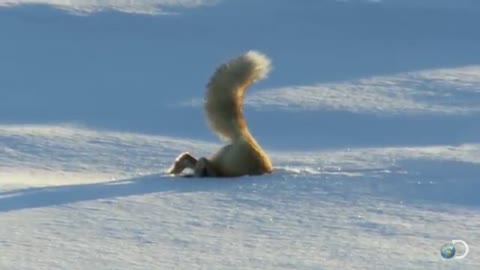 Fox Dives Headfirst Into Snow North America