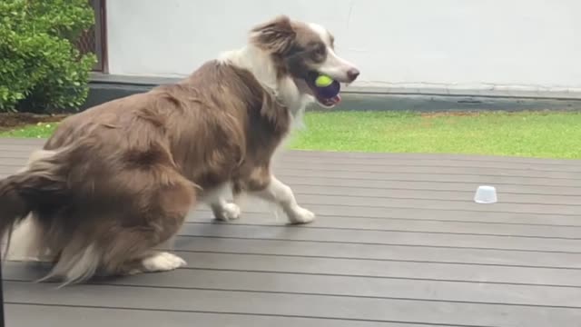 Diving Doggo's Incredible Catch