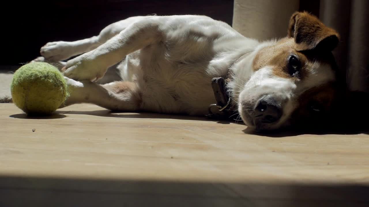 Sweet dog lying by the window enjoying the sunshine and having a nap