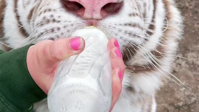 tiger