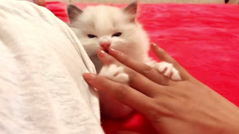 Too Cute! Playing With A Bunch Of Baby Cats