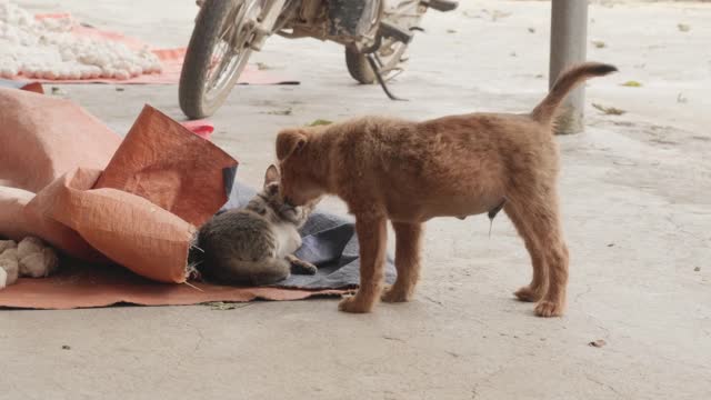 dog playing with cat beautiful