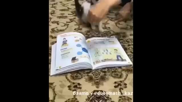 Cat Will Not Walk on The Quran